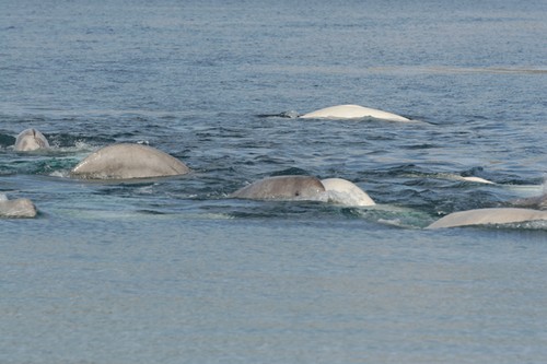 Beluga whales at Erebus Bay © SW
